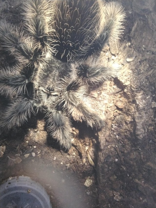 Preview of the first image of Mixed tarantulas for sale.