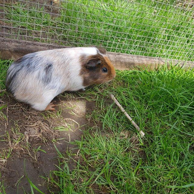 Preview of the first image of Male Guinea pig 2 months old.