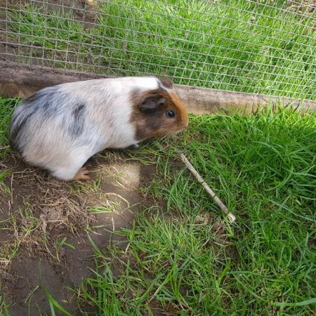 Image 1 of Male Guinea pig 2 months old