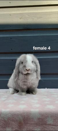 Image 11 of Gorgeous mini lop rabbits ready to leave