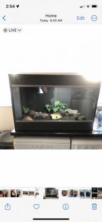 Image 5 of Leopard  Geko all set up included