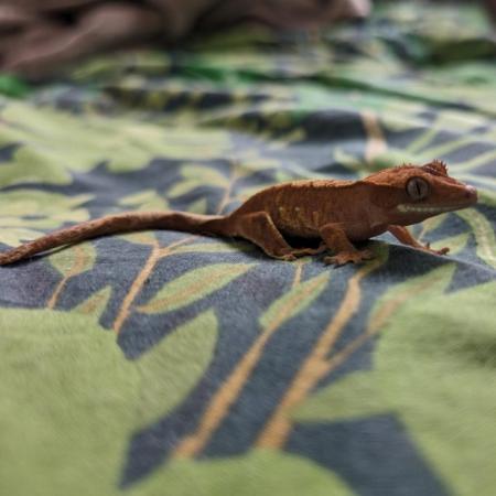 Image 2 of 4-5 month old crested geckos for sale