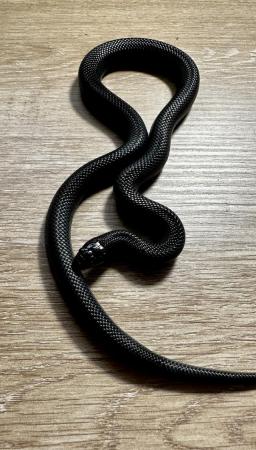 Image 1 of Mexican black kingsnake pair cb22 and cb23