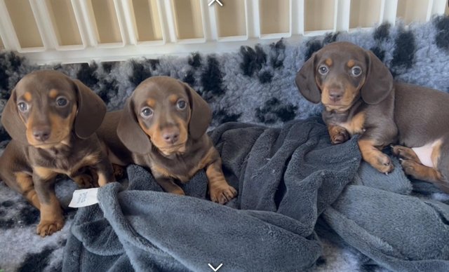 Image 1 of Miniature dachshund puppies for sale