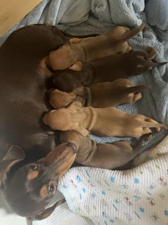 Image 8 of Beautiful miniature dachshunds puppies