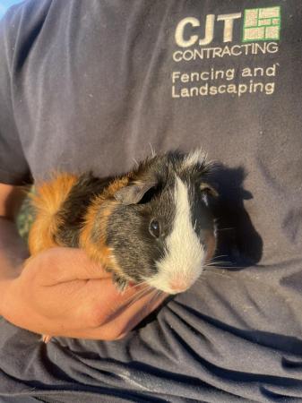 Image 2 of Male guinea pig for sale