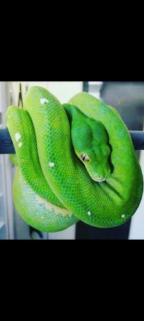 Image 9 of Aru x cyclops male green tree python