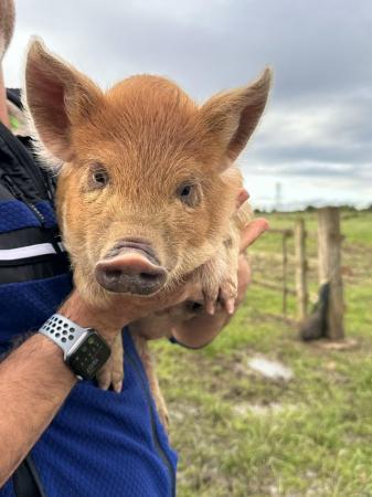 Image 1 of Kune Kune Piglets For Sale (Pets Only)