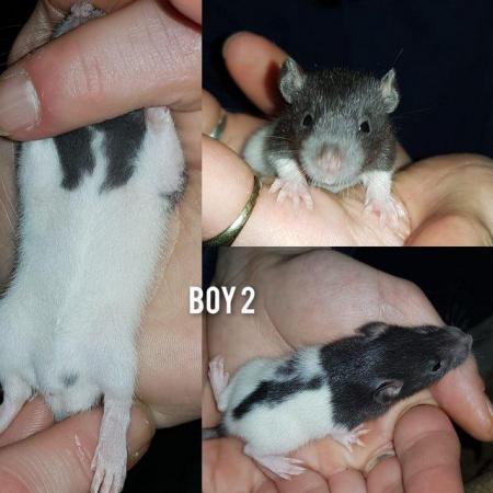 Image 3 of Rat babies!!!!!!!!!!!!!!!!!!!!