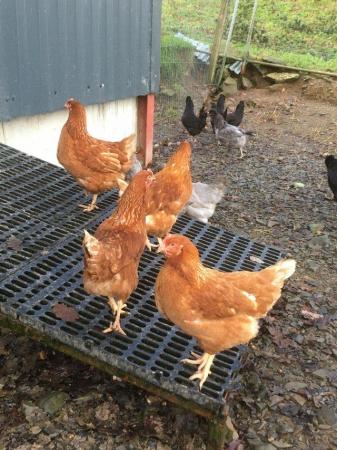 Image 3 of Commercial brown p.o.l. pullets