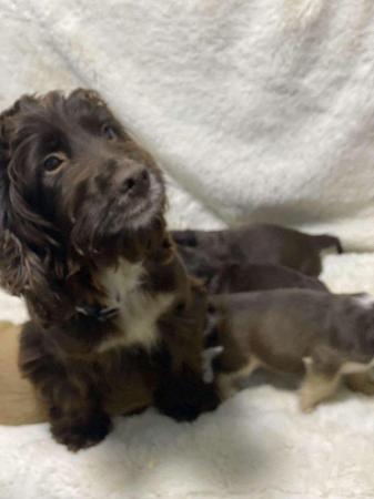 Image 6 of Chocolate and gold cocker spaniel puppies