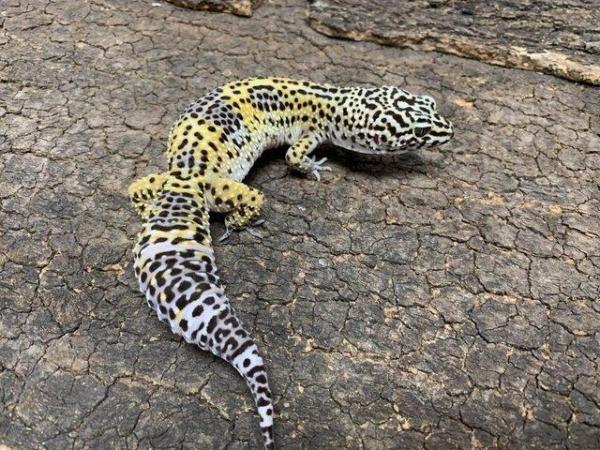 Image 1 of Black Night Mack Snow Leopard Gecko