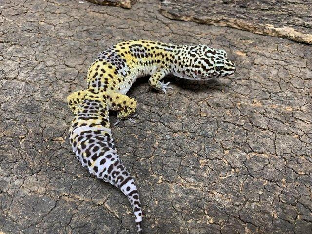 Preview of the first image of Black Night Mack Snow Leopard Gecko.