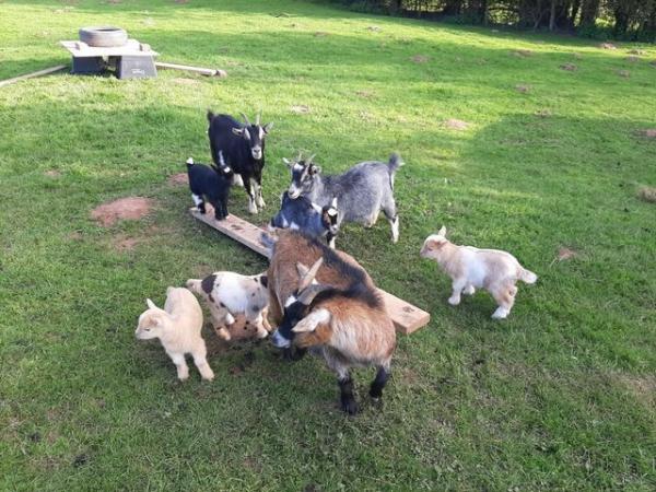 Image 3 of 3 pygmy goat wethers for sale