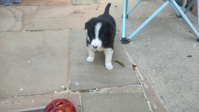 Image 2 of Border collie pups ISDA registered from working parents