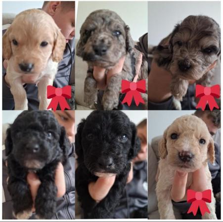 Image 2 of Cockapoo puppies ready 3rd may
