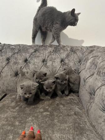 Image 2 of Outstanding British blue shorthair kittens