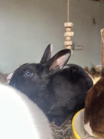Image 2 of 2 Gorgeous mini Rex brothers with excellent temperaments.