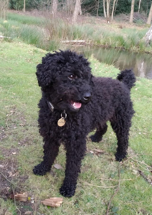 Preview of the first image of Toy Poodle Stud Dog - 4 year old proven stud.