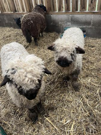 Image 3 of Silvernose ewe and her 2 3/4 Valais ewe lambs