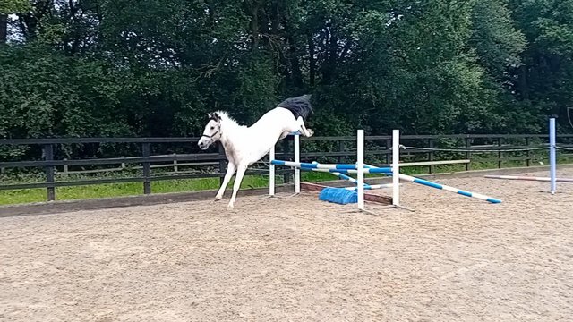 Image 3 of Lovely allrounder 14hh mare Spots
