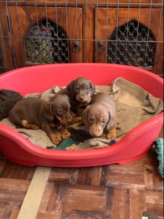 Image 3 of Miniature dachshund puppies