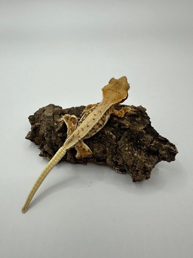 Preview of the first image of Crested gecko hatchlings (reds/harlequins/lilywhites.