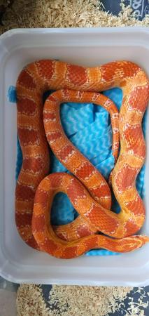 Image 7 of Adult corn snakes male and females