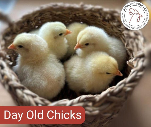 Preview of the first image of Day old Hybrid Chicks - Guaranteed Female.