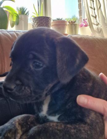 Image 1 of Adorable Staffy Cross Puppies * 7 weeks old *