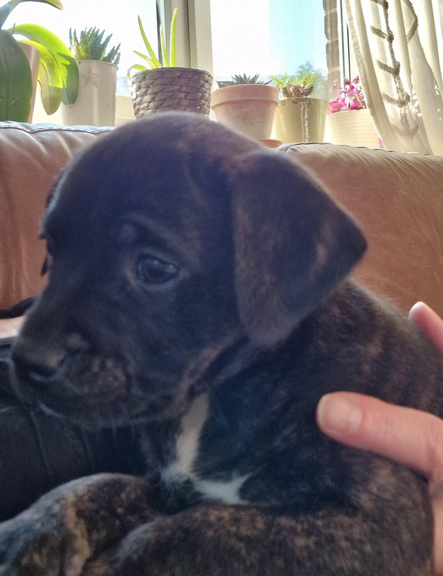 Preview of the first image of Adorable Staffy Cross Puppies * 7 weeks old *.