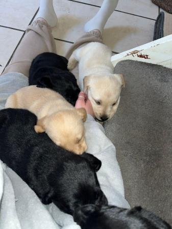 Image 4 of labrador pups-3 boys left- ready May 15th 8weeks