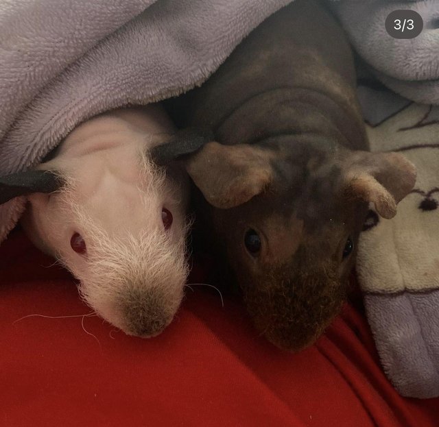 Preview of the first image of 2 female Hairless guinea pigs.