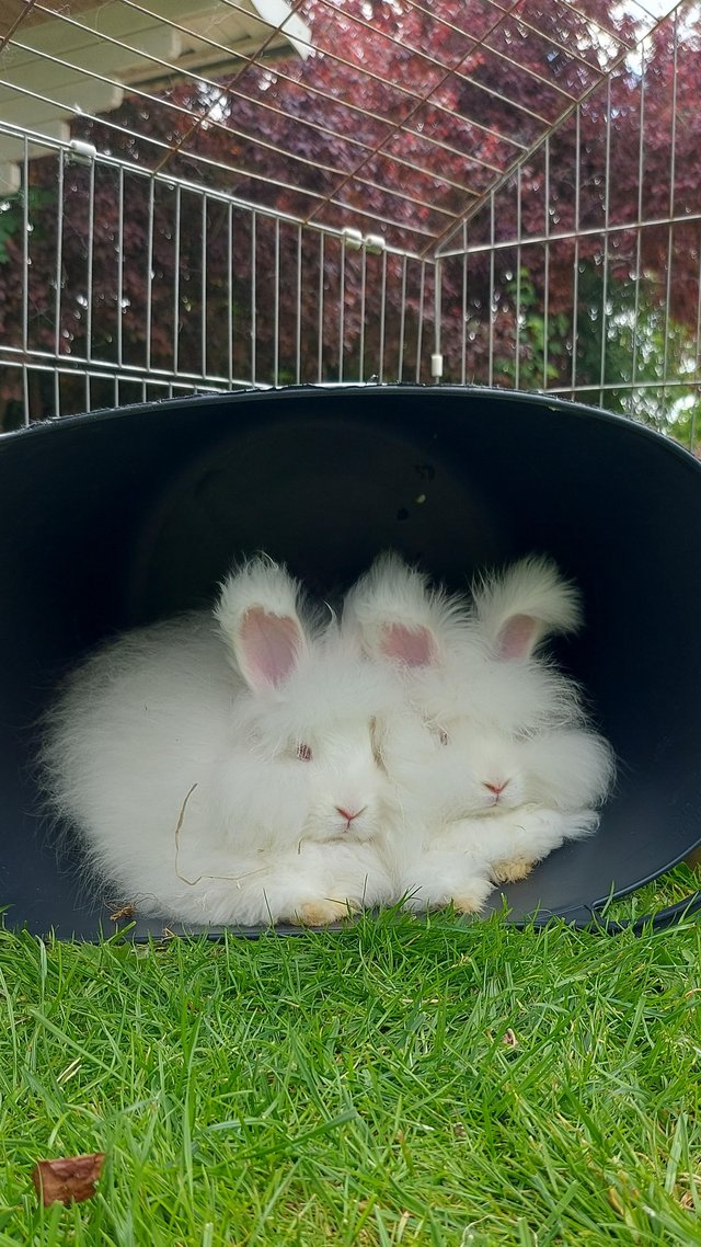 Preview of the first image of 11 week od Pure white English Angora bucks for sale. 2 left!.