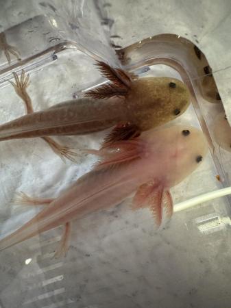 Image 3 of Axolotl babies- variety of different morphs