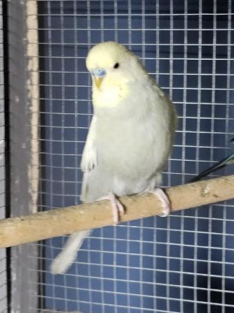 Image 1 of Budgies and cockatiels for sale