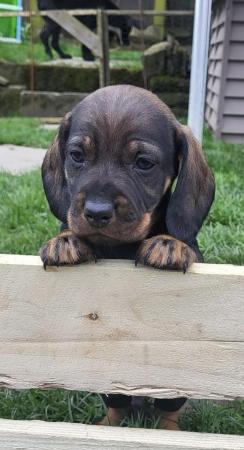 Image 1 of K C wire haired dachshund. Teckel puppies