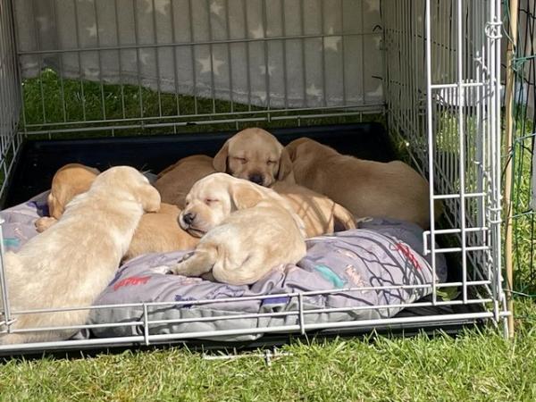 Image 4 of Labrador puppies for sale