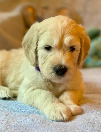 Image 6 of Beautiful Goldendoodle puppies for sale