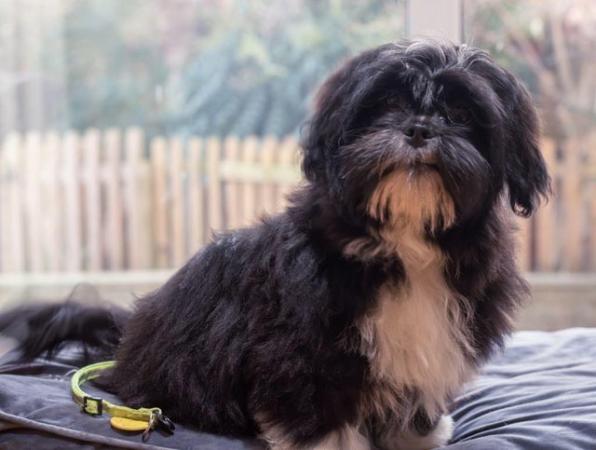 Image 4 of Lhasa Apso puppies looking for loving forever homes