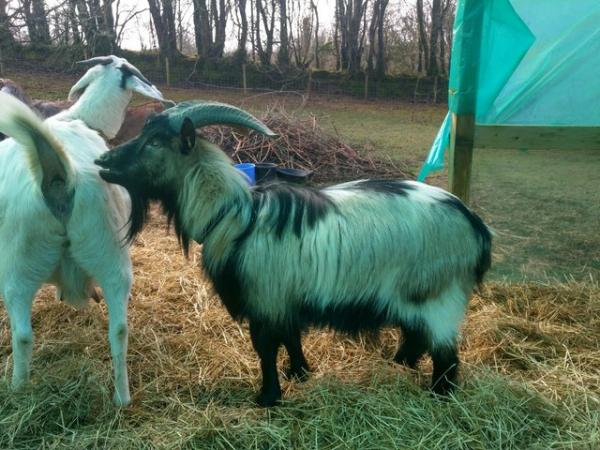 Image 3 of Dwarf dairy goat buck proven,registered, over 1 years old