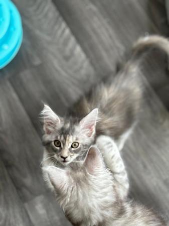 Image 13 of Stunning European Pedigree Maine Coon Kittens Ready Now