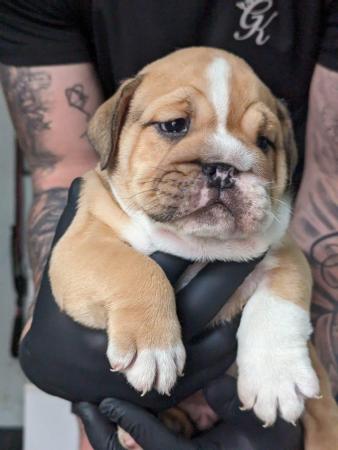 Image 1 of 8 WEEKS READY TO LEAVE KC Registered English Bulldog Puppies