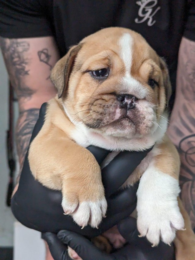 Preview of the first image of 8 WEEKS READY TO LEAVE KC Registered English Bulldog Puppies.