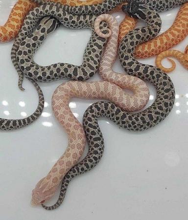 Image 2 of Male Hognose Snakes 2023 - Albino, Axanthic, Snow, & Hets