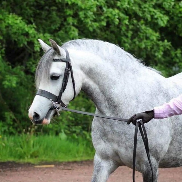 Preview of the first image of Beautiful Welsh a grey mare looking for new home.