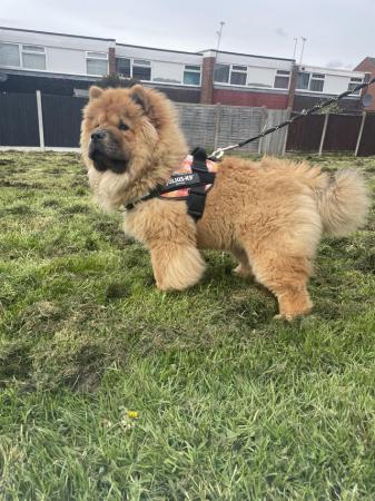 Image 15 of READY NOW BEAUTIFUL FULL KC CHOW CHOW PUPPIES!!