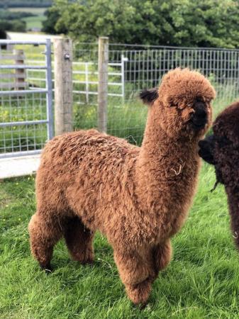 Image 4 of Alpacas for sale PET BOYS (also breeding stock available)