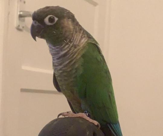 Image 5 of Reluctant sale of Green Cheek Conure