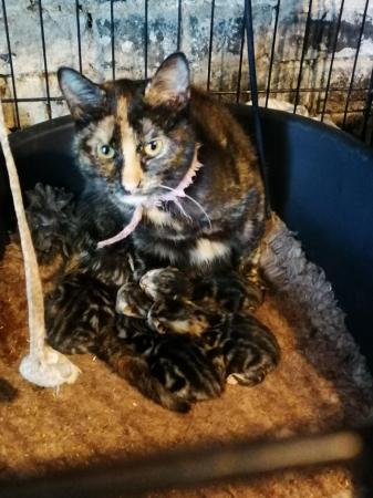 Image 5 of Litter of five tortie tabby kittens only one girl left